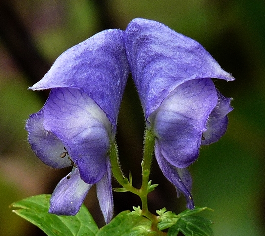 {Aconitum uncinatum}